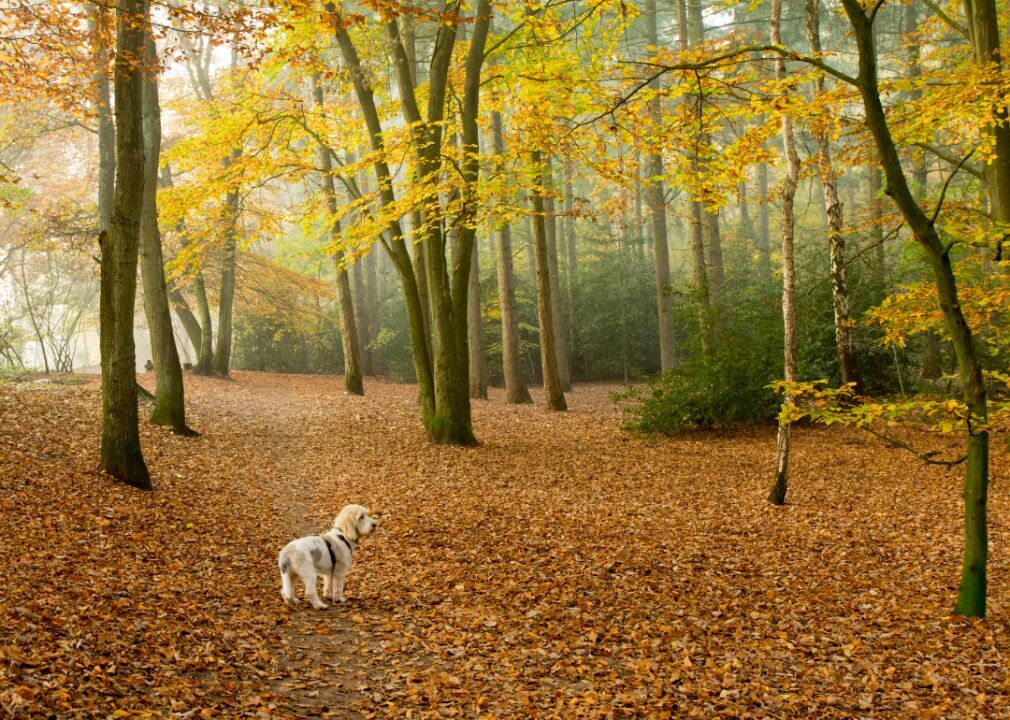 #9. Grand Basset Griffon Vendéens